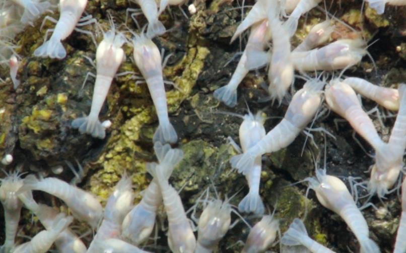 世界最耐热的虾生活在450度深海火山口中国吃货怎么煮熟