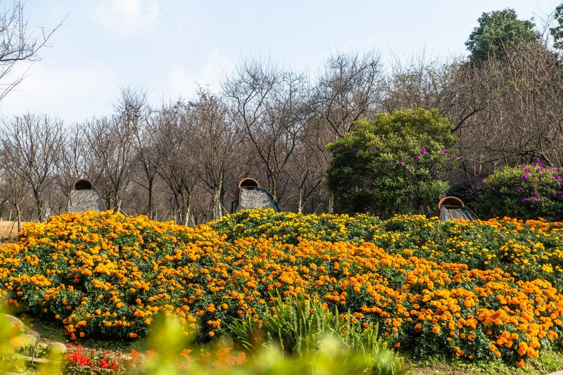 植物園|成都植物園|植物_新浪新聞