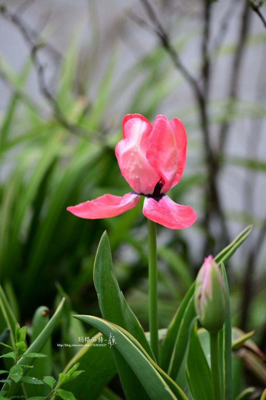 你说我这图片怎么会不多光一朵开炸了的郁金香我就拍了十几张