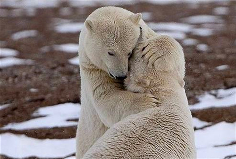 几只熊献上各种姿势,各种萌的"熊样",最后一张实在让人佩服!