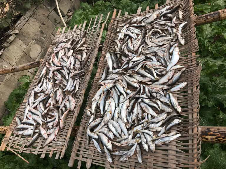 马口鱼是一种生活在溪流里野生鱼,一般不能养殖,可以说是一种非常"