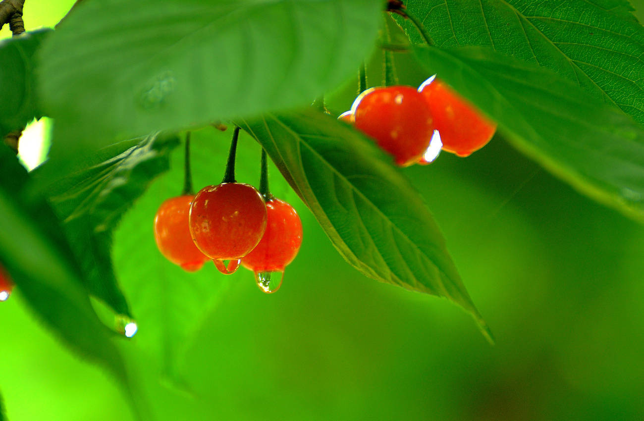 一番风雨,过了樱桃
