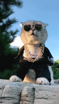 猫:我就是这片最靓的仔,网友:大金链子小墨镜,一看就是社会喵
