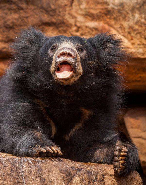 这种熊不仅智慧高爆发力还很强曾创下伤害600多人的记录