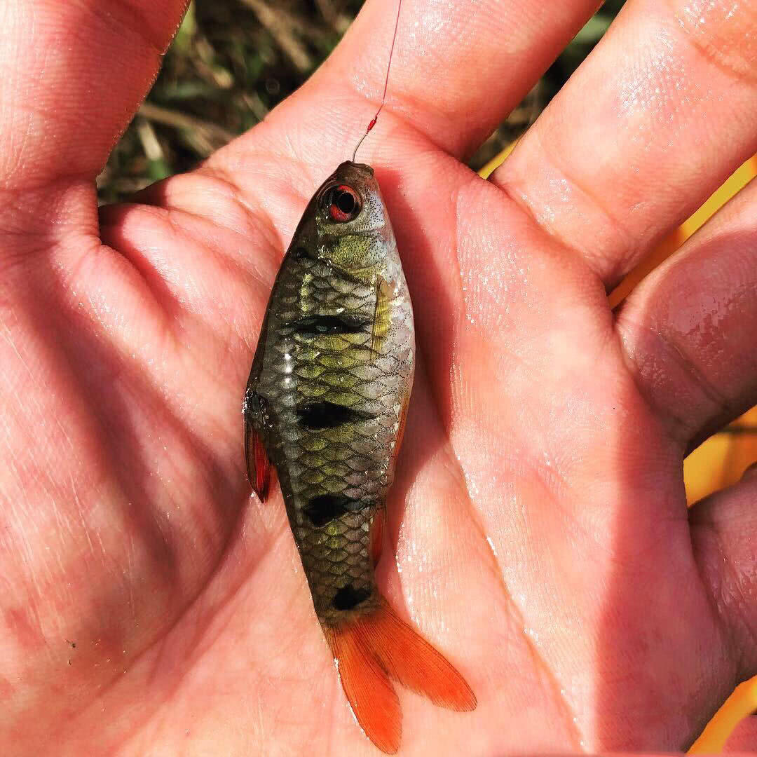 这样漂亮的小鱼,可以玩一整天,我们海南人叫它"花鱼仔"