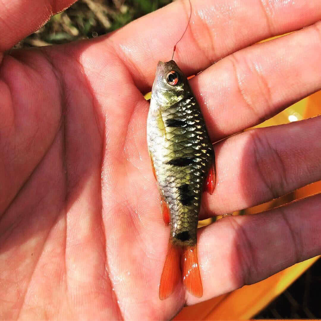 條紋小䰾,原產地中國南部,成魚體長:6 - 7 cm;性格:溫和;適宜溫度:21