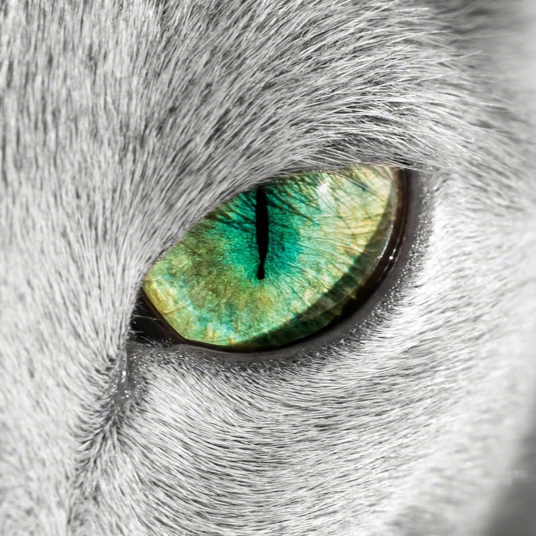 俄罗斯蓝猫auri有着天生独特渐层双瞳眼里藏着碧湖太美了