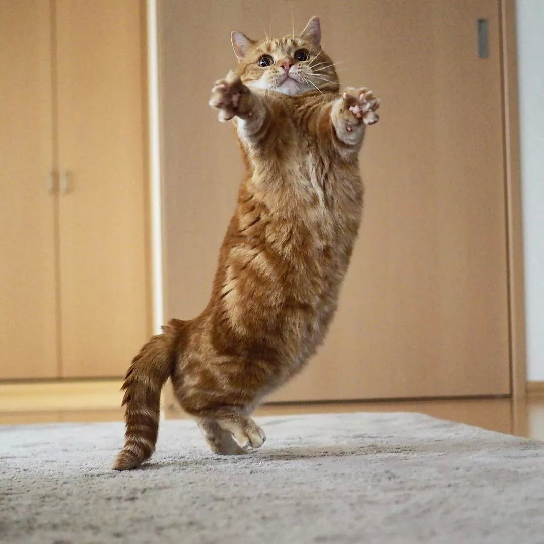 日本短腿猫咪兄妹靠打排球爆红网络飞扑吼叫还会垫球