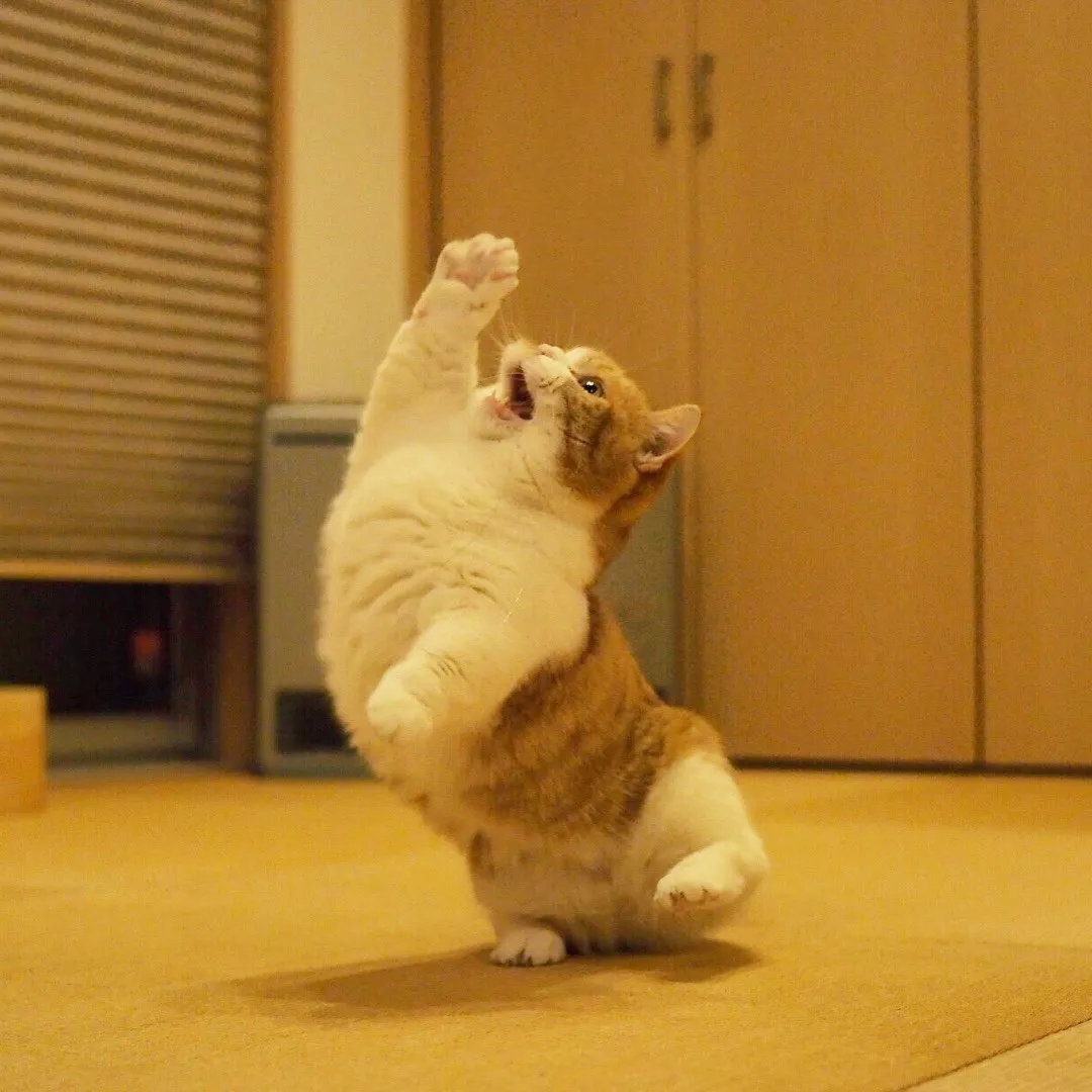 日本短腿猫咪兄妹靠打排球爆红网络飞扑吼叫还会垫球