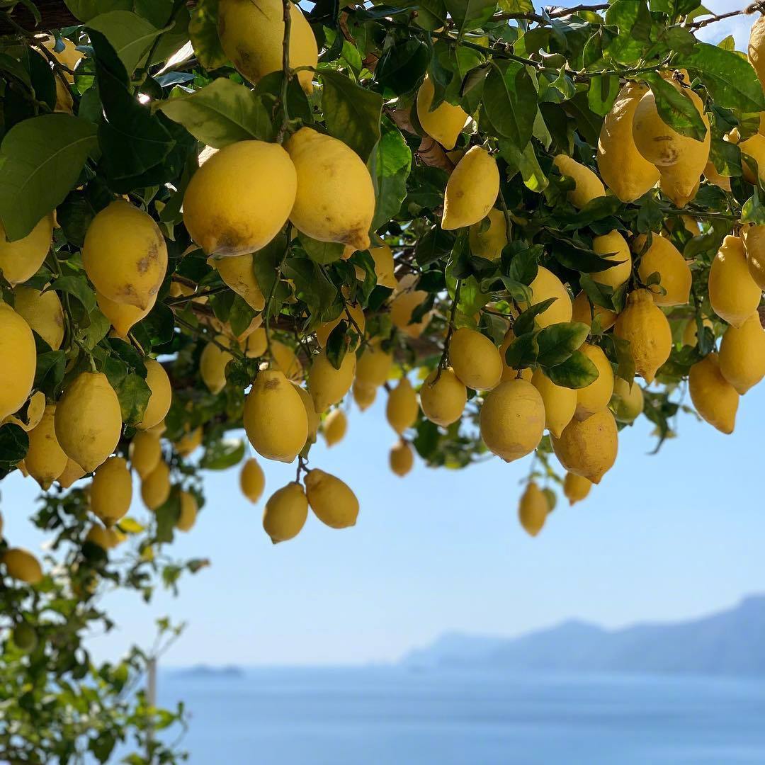 柠檬树照片唯美图片图片