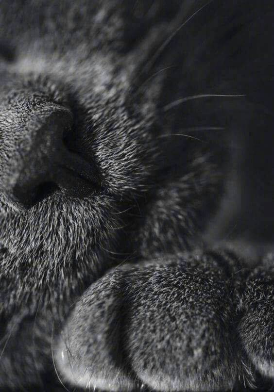 猫爪爪控,来吸  67猫爪爪控,来吸  67猫爪爪