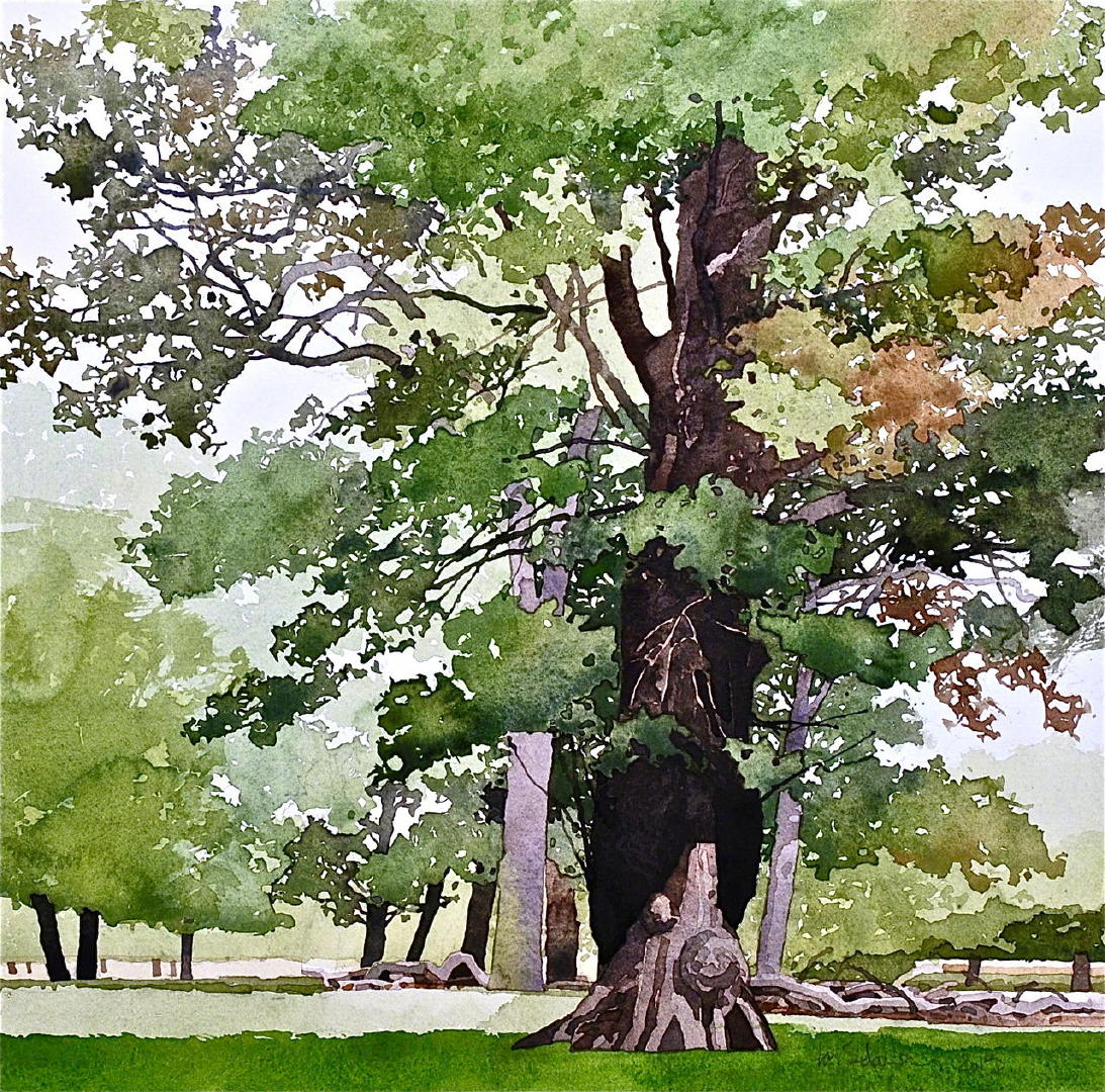 水彩树木英国画家 ian sidaway