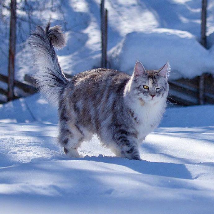 来自俄罗斯的tiara,战斗民族的猫也是威风凛凛的样子