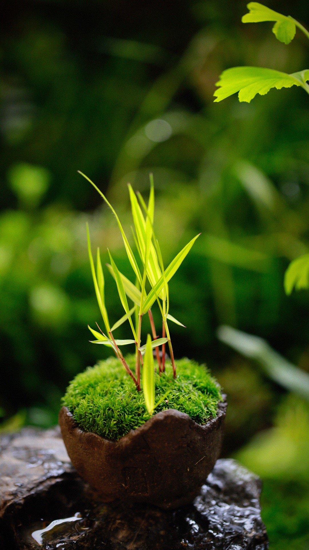 1:风知草.2:粗叶白发藓.3:不知道是啥蕨.4:虎须菖蒲.5:姬丹顶.
