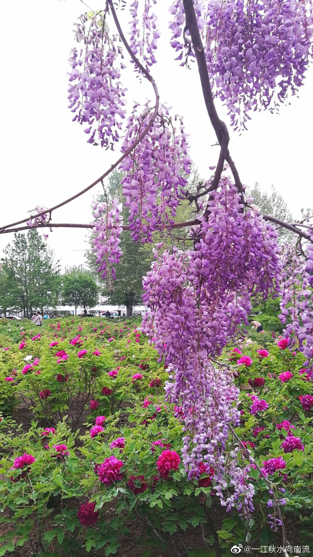 清华大学.牡丹园紫藤花开