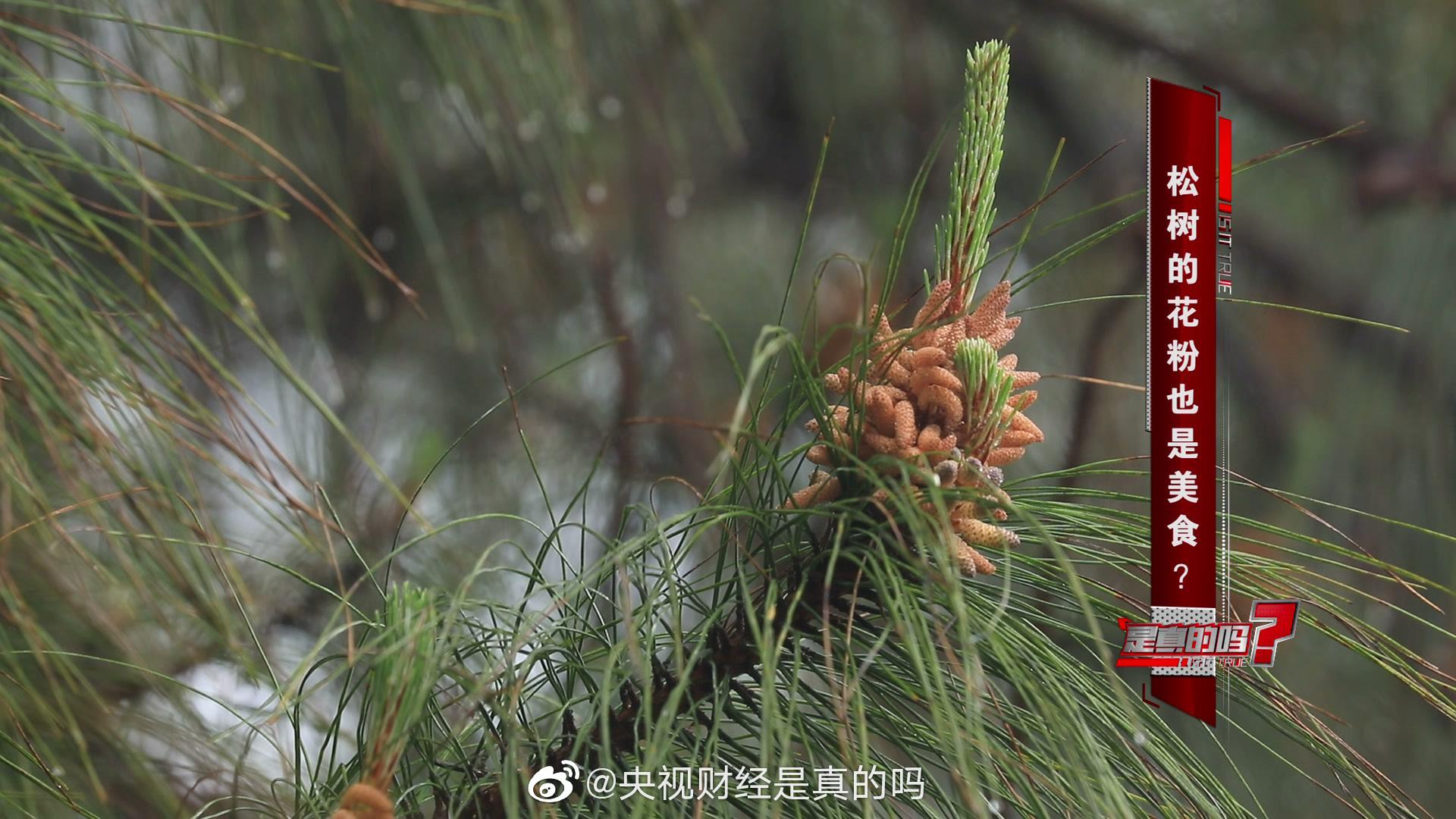 万万没想到 松树花粉也能做美食 财经头条 万万没想到 松树花粉也能做美食 财经头条