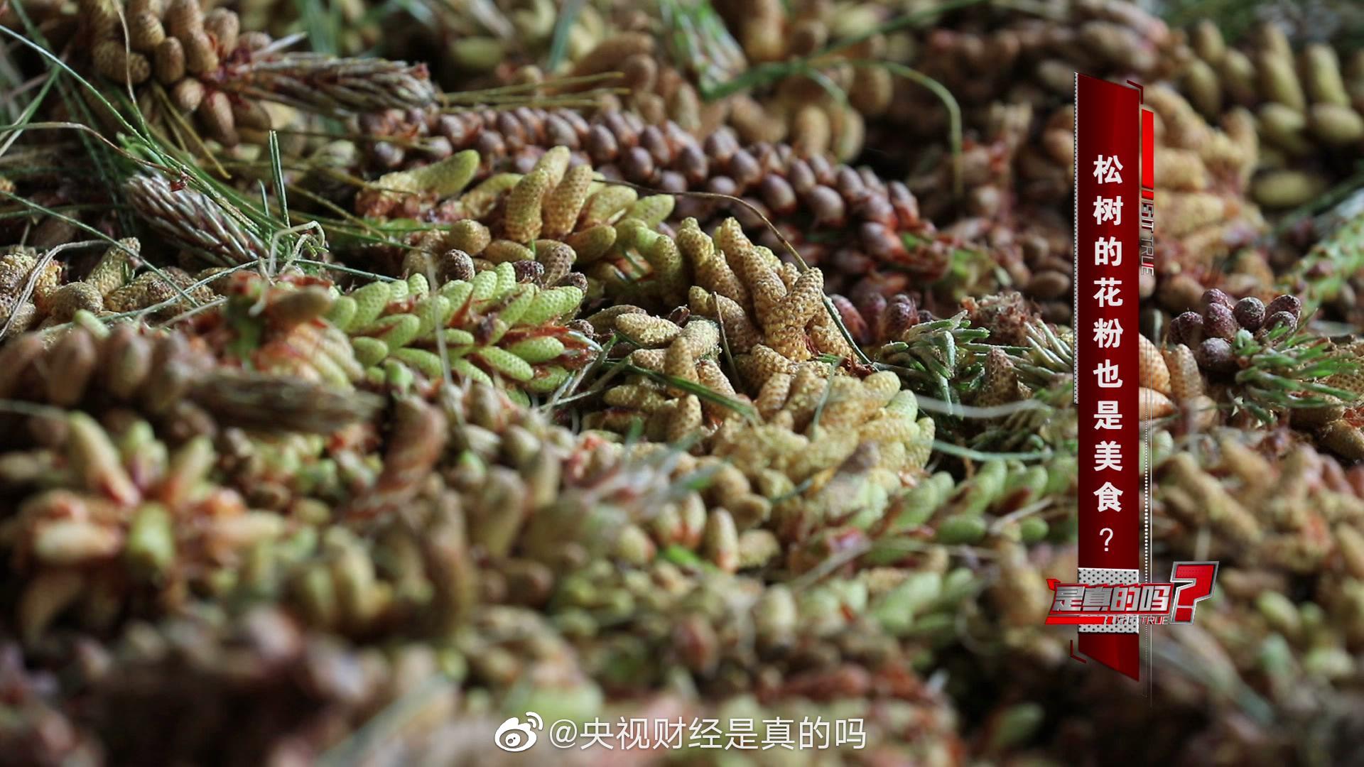 万万没想到 松树花粉也能做美食 财经头条 万万没想到 松树花粉也能做美食 财经头条