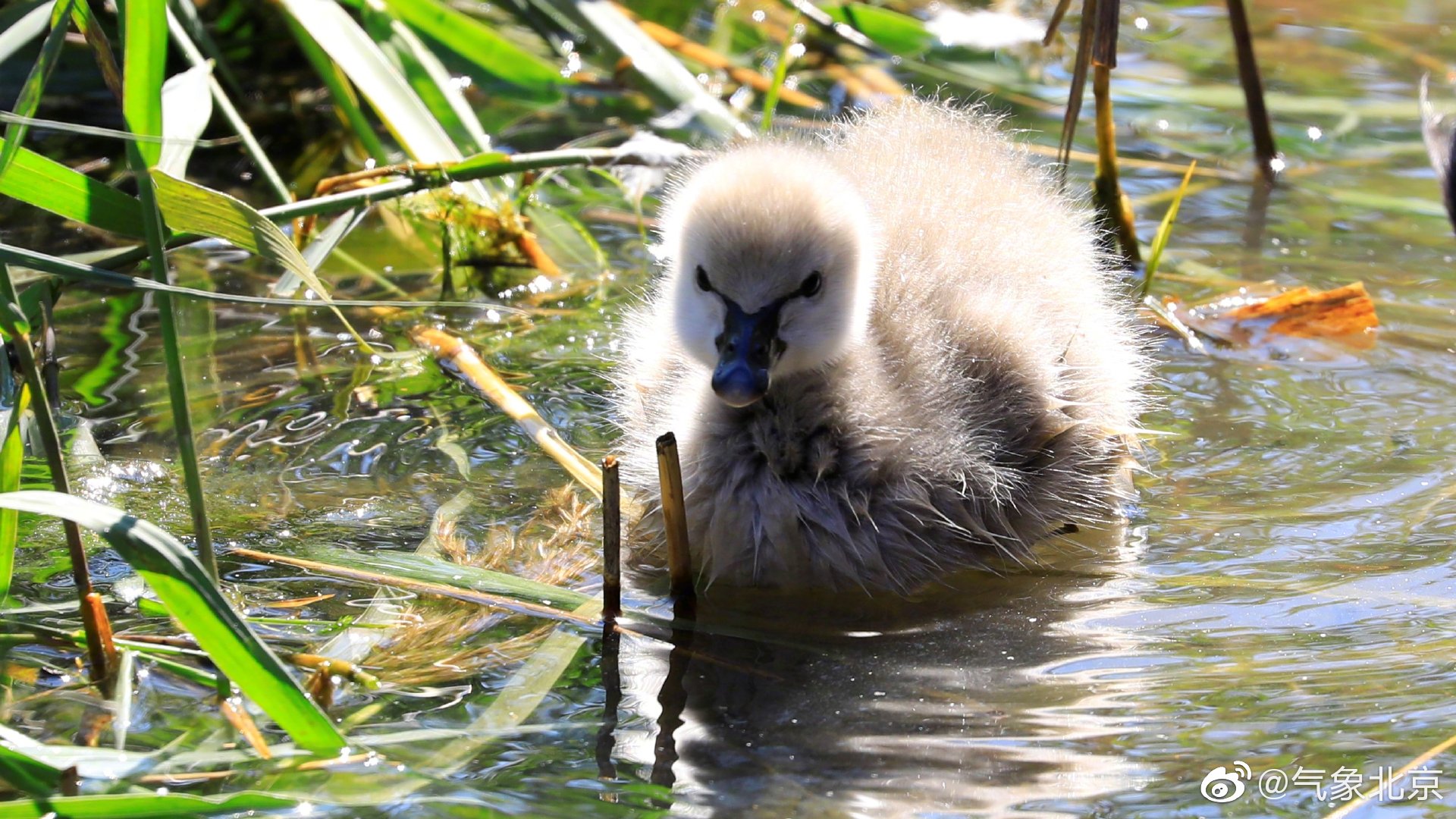 昨天在@圆明园遗址公园 曲院风荷刚出生的第一个黑天鹅小宝宝