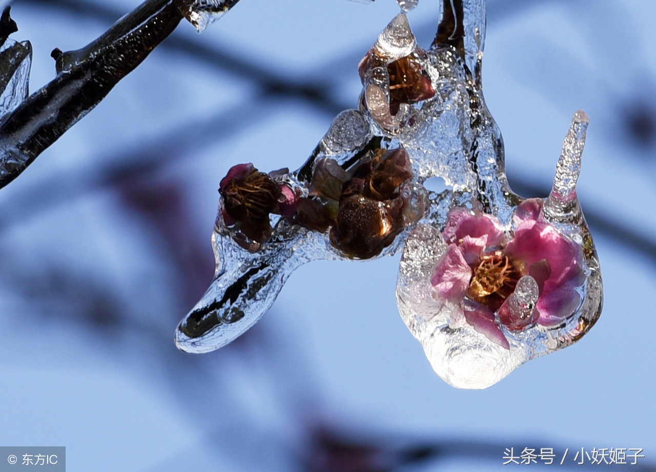 冰冷的冬：梅花|寒梅|红梅|冰雪_新浪新闻