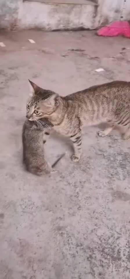 猫捕获的猎物 这战斗力很强 手机新浪网 猫捕获的猎物 这战斗力很强 手机新浪网