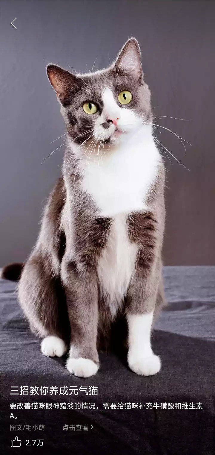 可爱猫咪摄影插画锁屏壁纸集锦67