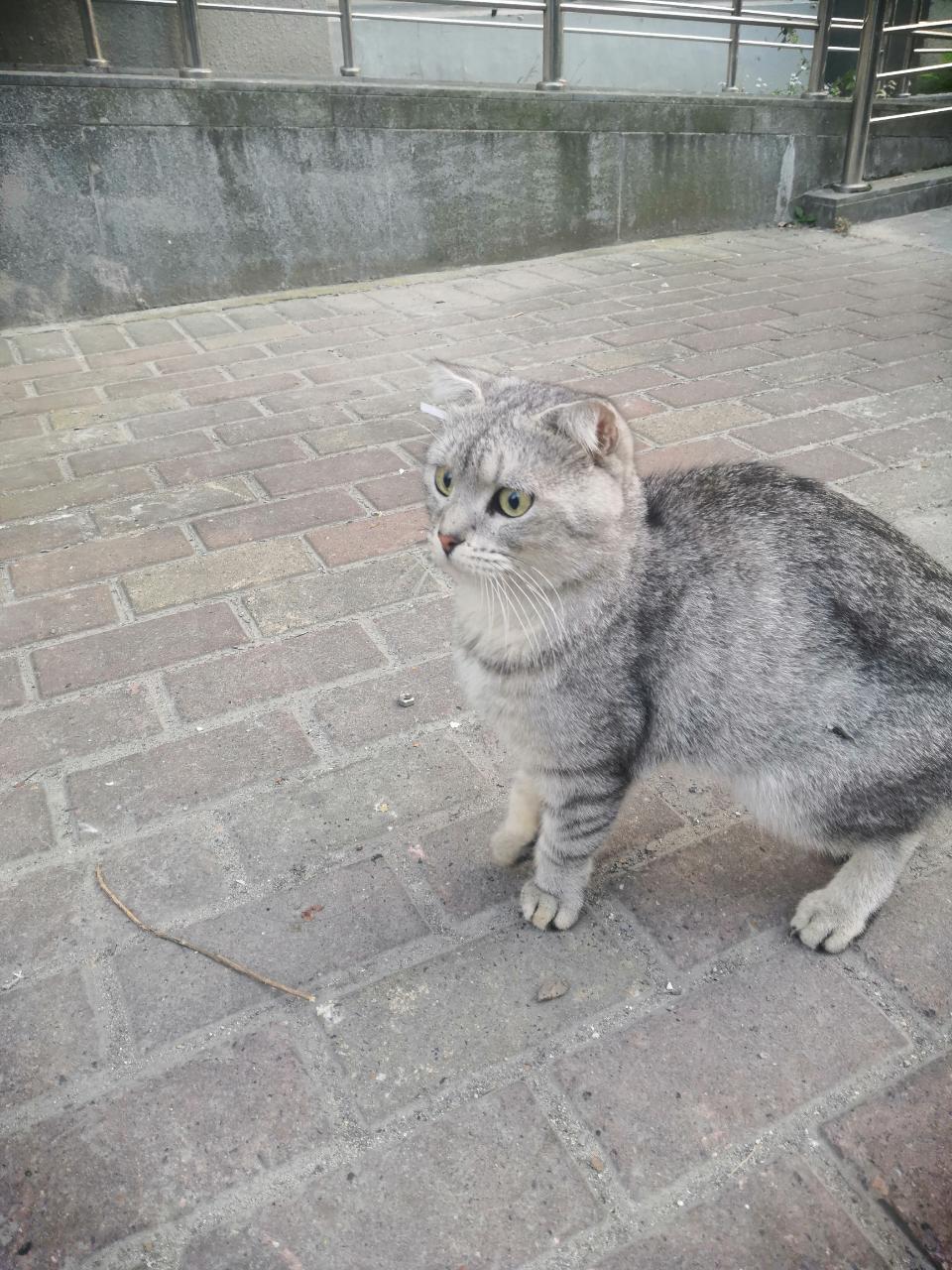 谁家折耳走丢的还是因为遗传病遗弃的闵行区