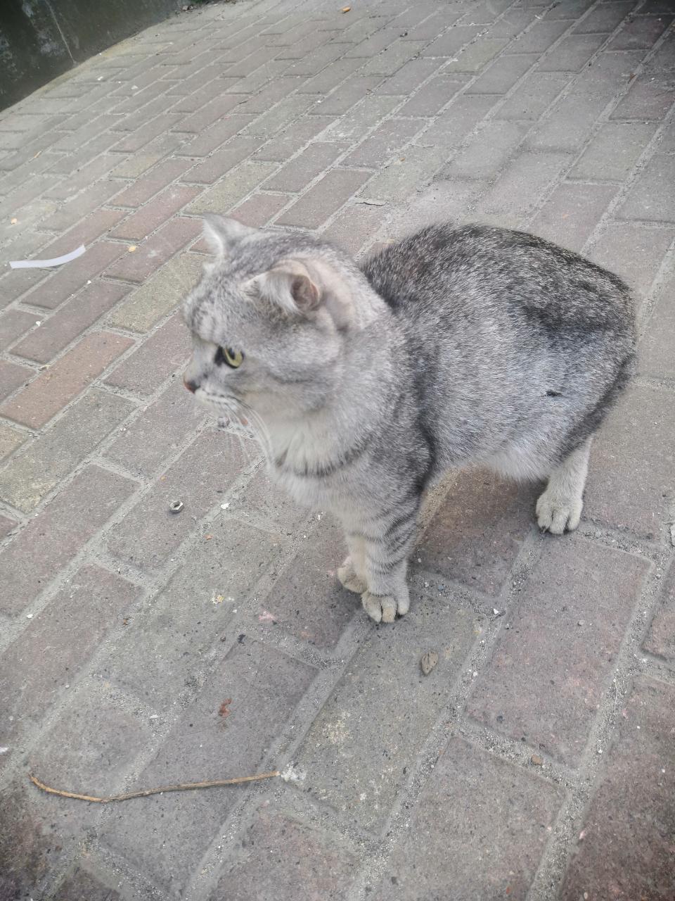 谁家折耳走丢的还是因为遗传病遗弃的闵行区