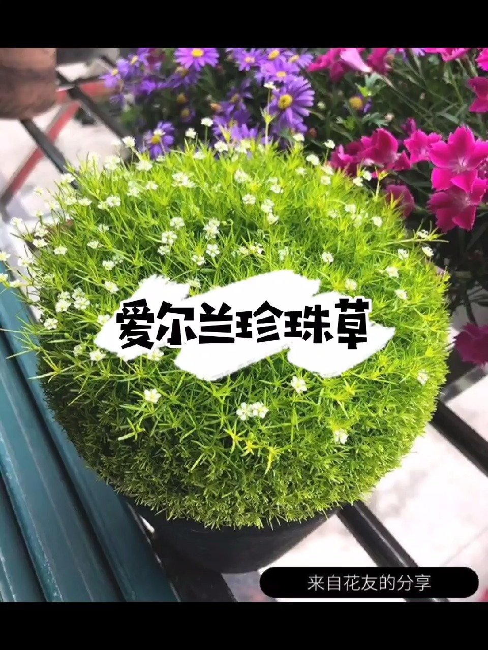 绿油油毛茸茸的爱尔兰珍珠草生长非常迅速
