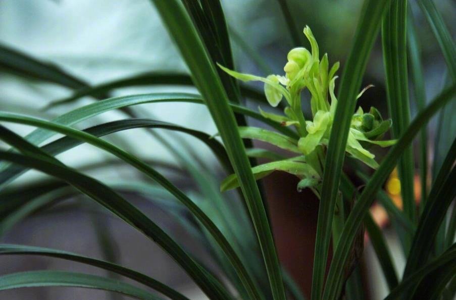 兰叶春葳蕤桂华秋皎洁