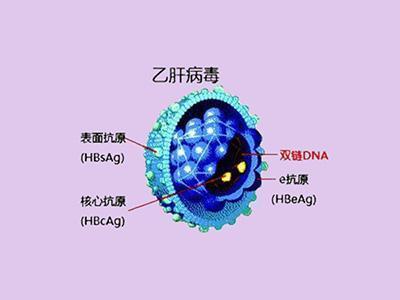 乙肝病毒携带者:观察是否有肝损害!