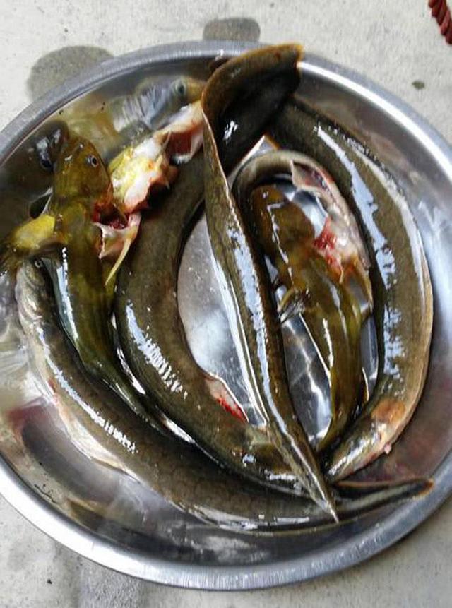 农村渐渐消失的鱼种"刀鳅"过去一脸嫌弃,现在一鱼难求