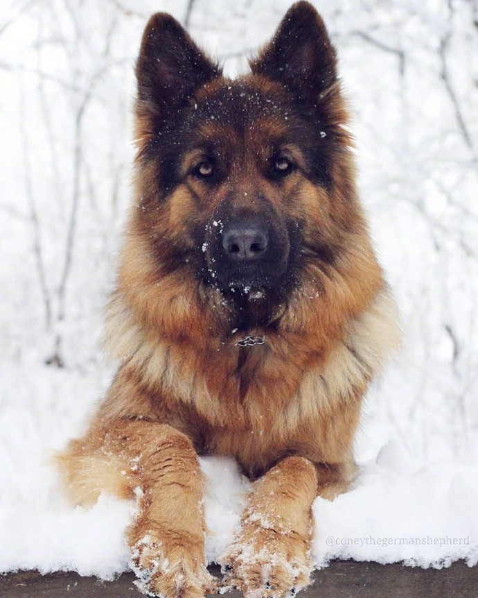 这狗子一旦帅起来,还真挺赏心悦目!