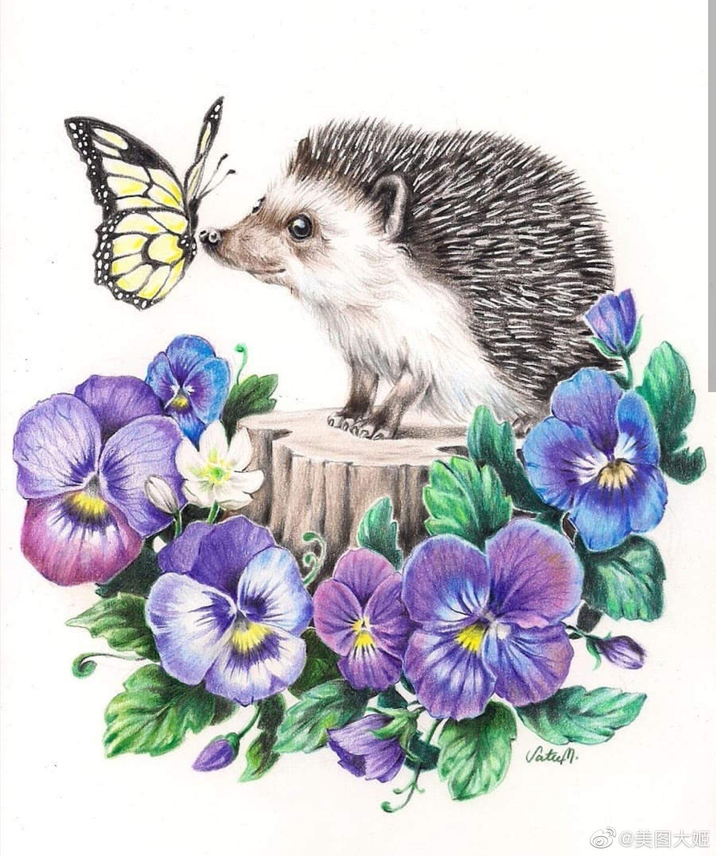 彩色彩铅画手绘动物 萌宠艺术家:satuma_ _art_高清图集_新浪网