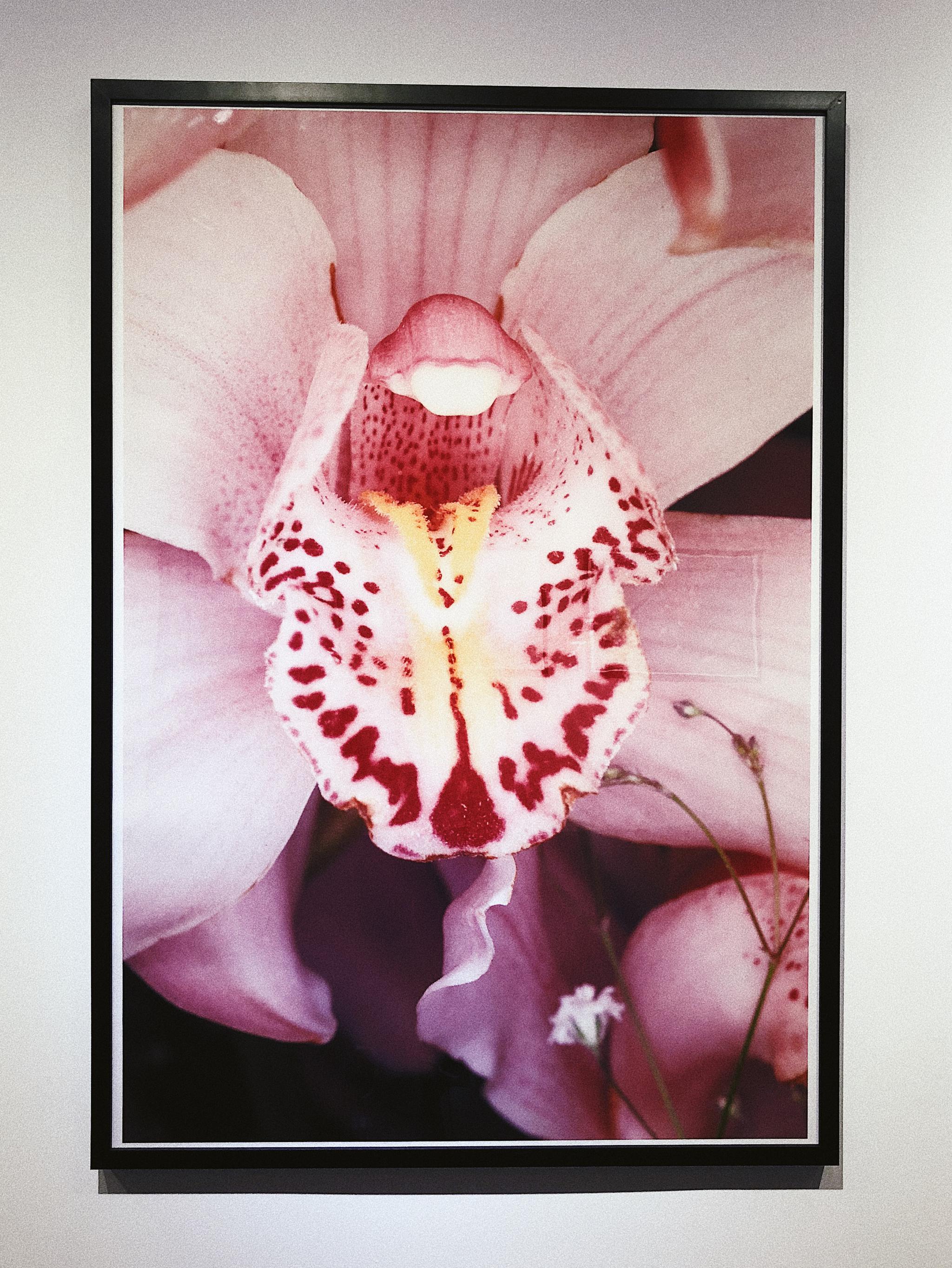 唯有花幽横亘生死荒木经惟迄今最大规模的以花为主题的摄影展