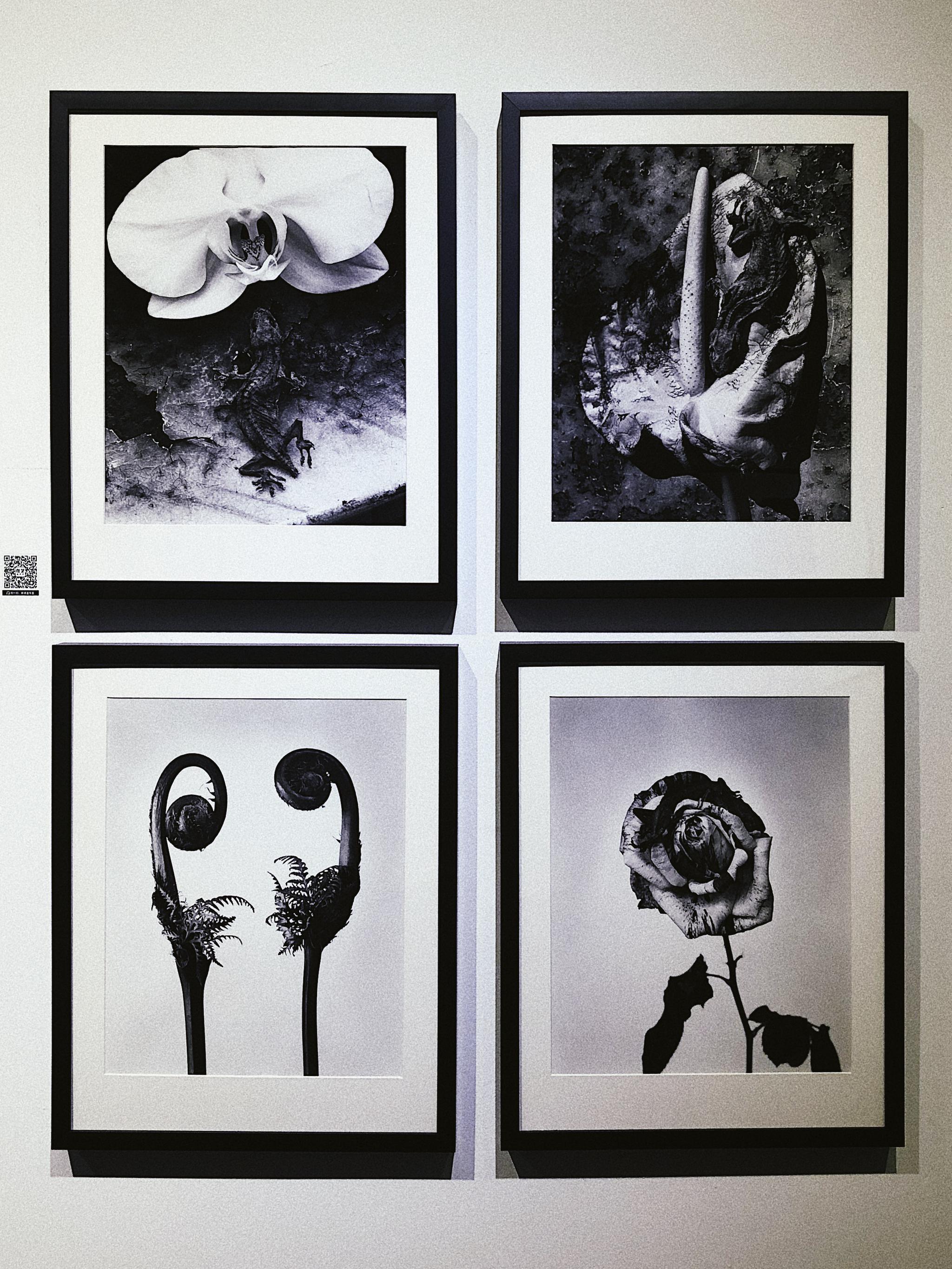 唯有花幽横亘生死荒木经惟迄今最大规模的以花为主题的摄影展
