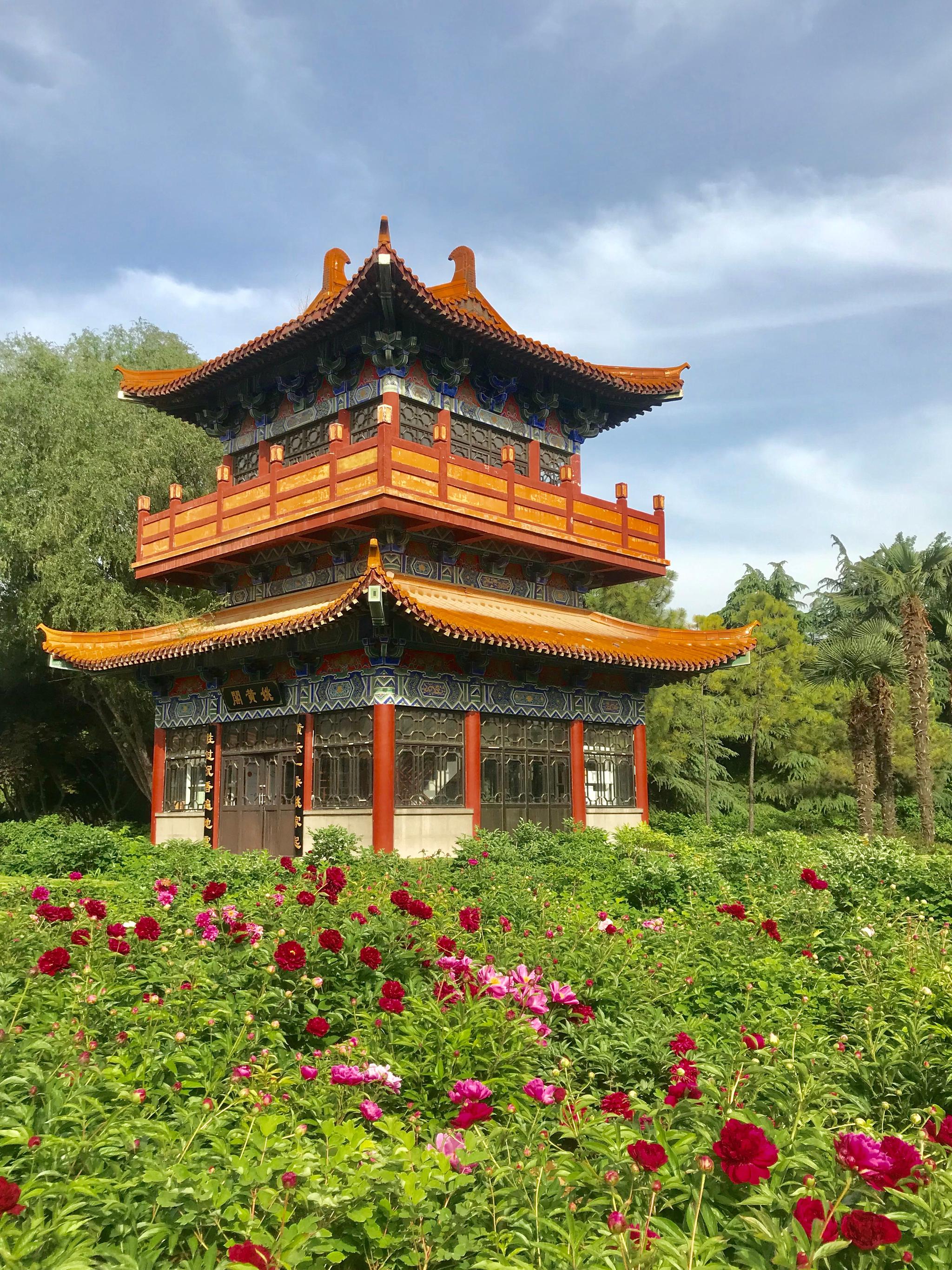 终于在牡丹花谢之前,来到了洛阳隋唐城遗址之上的中国国花园赏花;午后