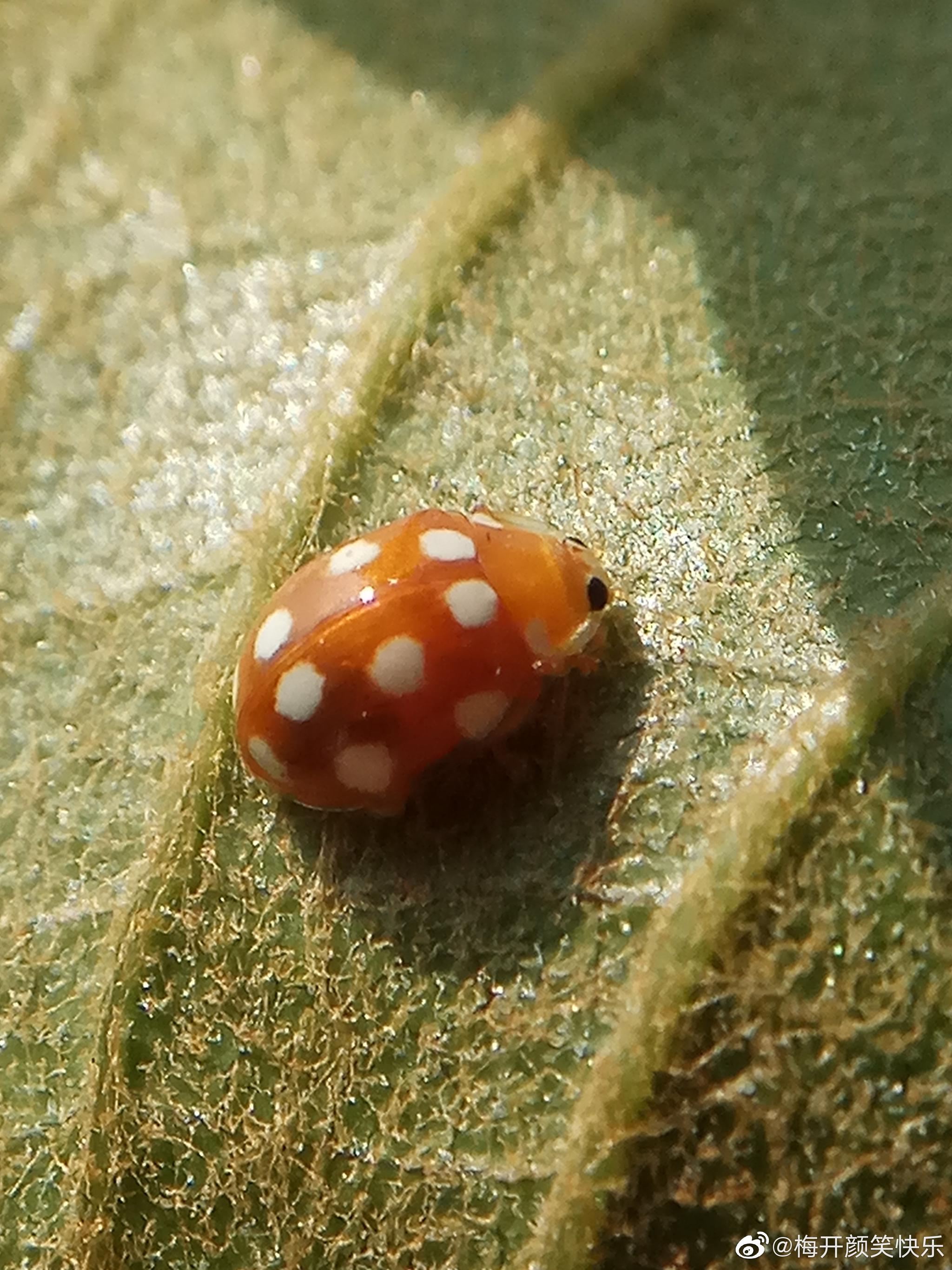 揭秘12生肖易遇正缘之龄