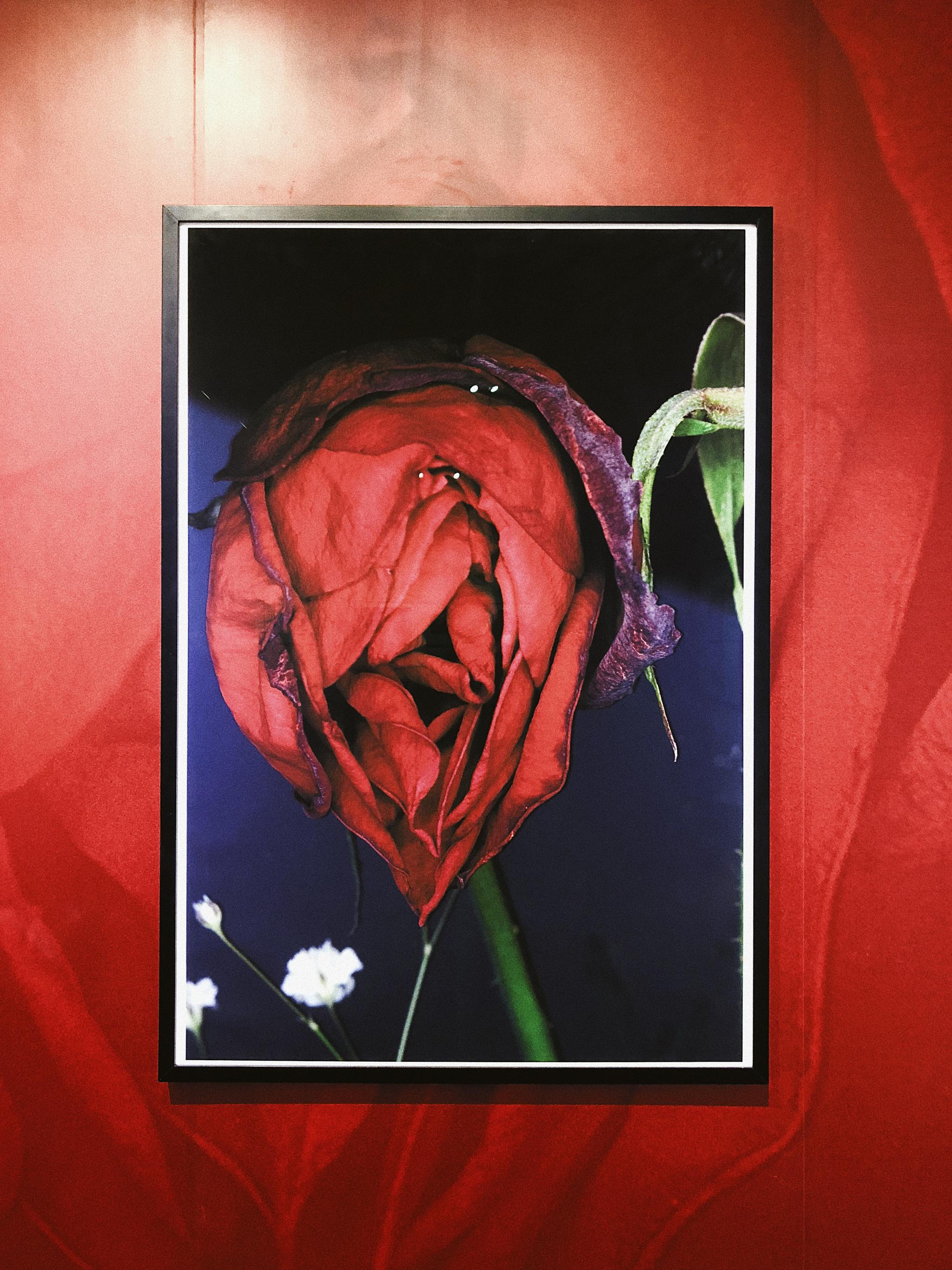 唯有花幽横亘生死荒木经惟迄今最大规模的以花为主题的摄影展