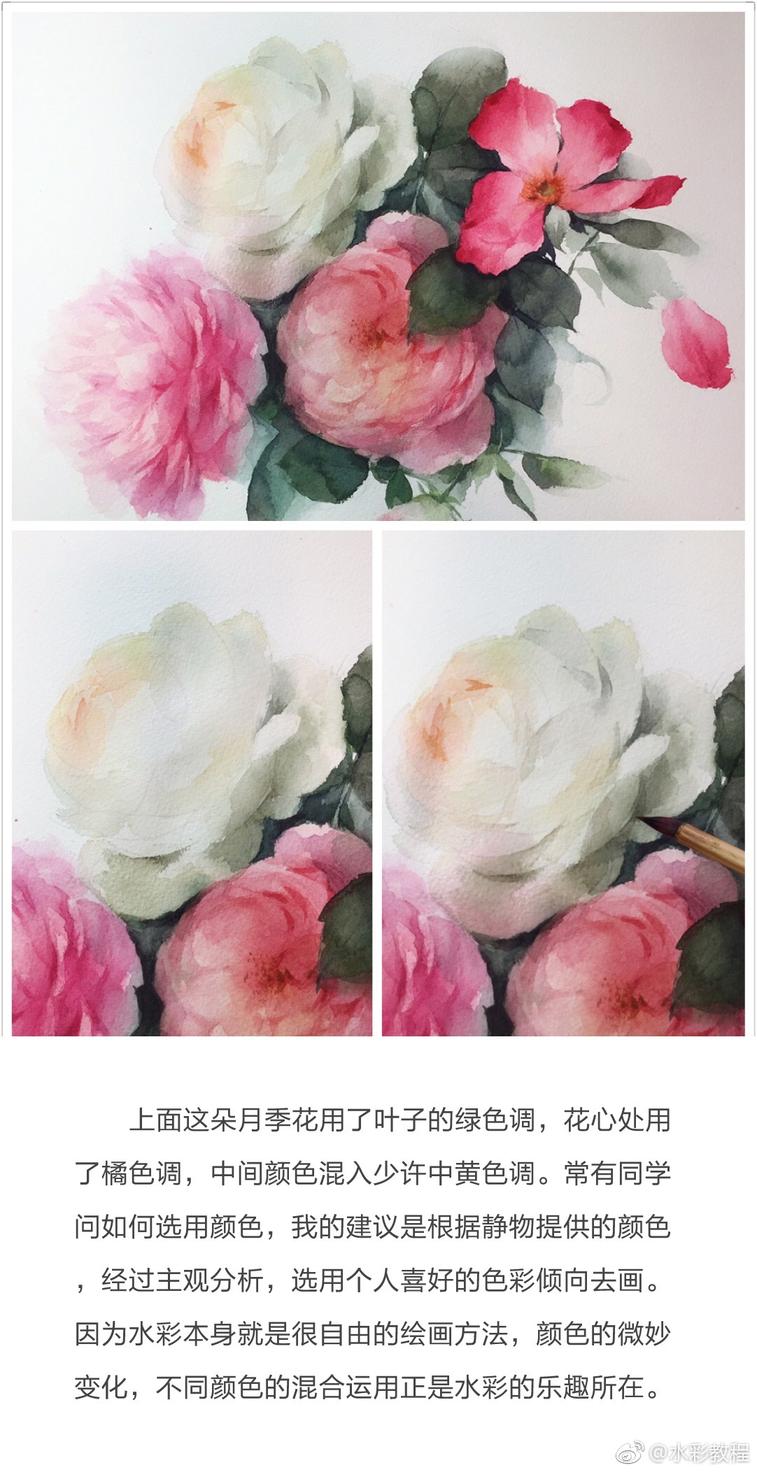 水彩月季花画法心得分享 作者 苏洱puputa