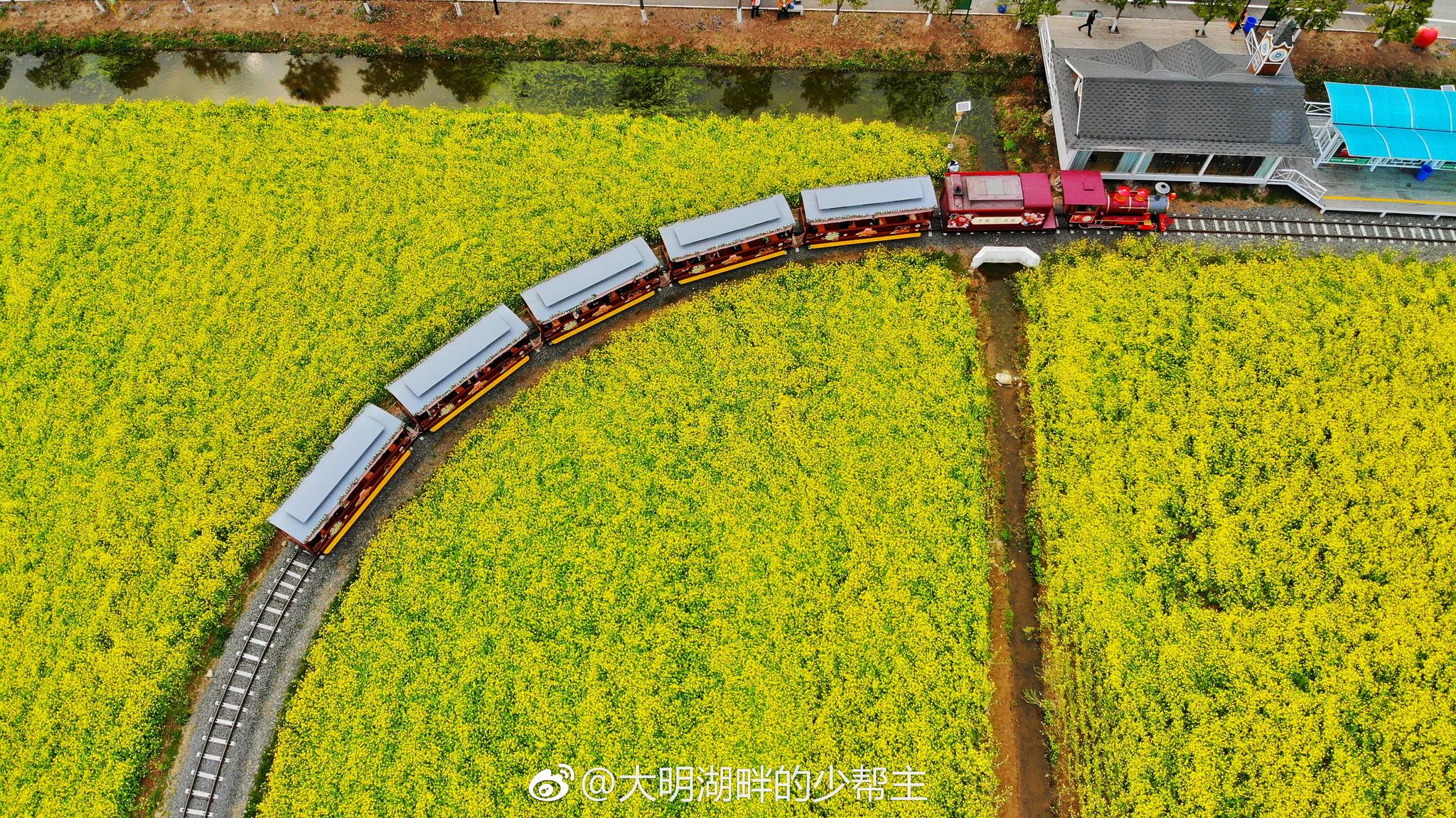这是一条开往春天的火车小火车徜徉在无边的油菜花海中，多么惬意|农业公园|油菜花海|小火车_新浪新闻