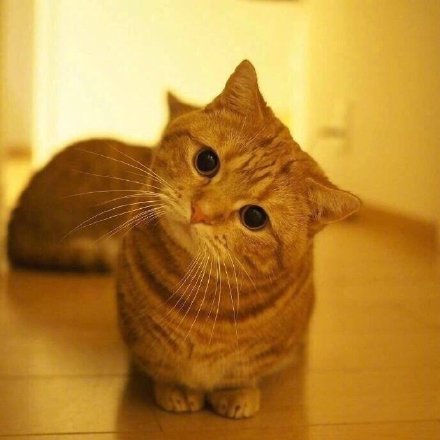 歪着头的猫届柯基小可爱向你问好