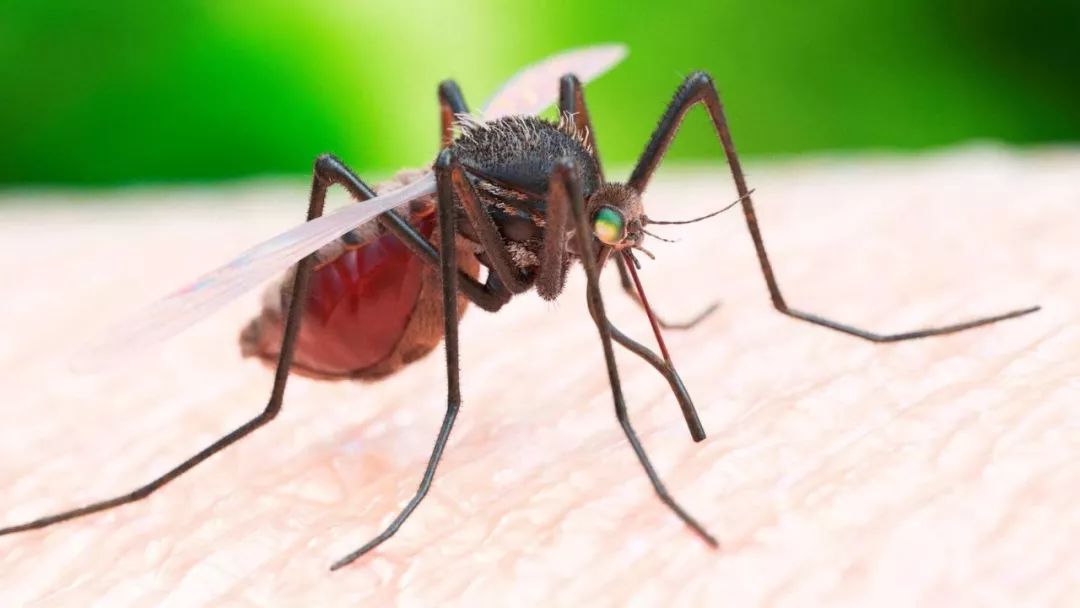 亚洲虎蚊出现在匈牙利 ,能传播22种病毒