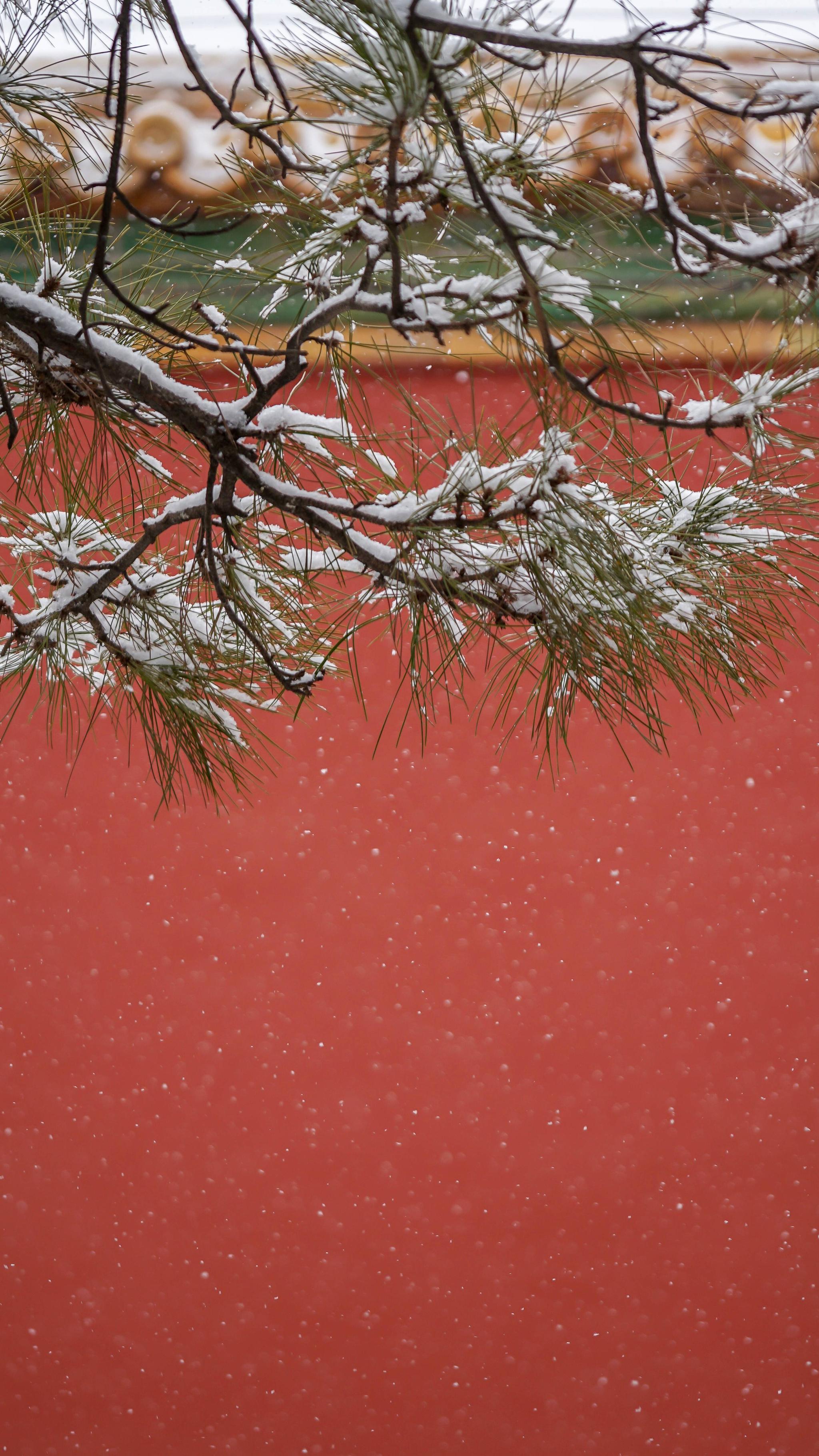 今日北京故宫又飘雪摄影@咬金
