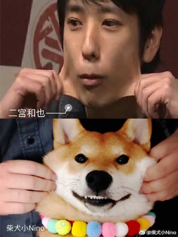 哈哈哈哈哈看看我的与二宫和也撞脸的 柴犬小nino