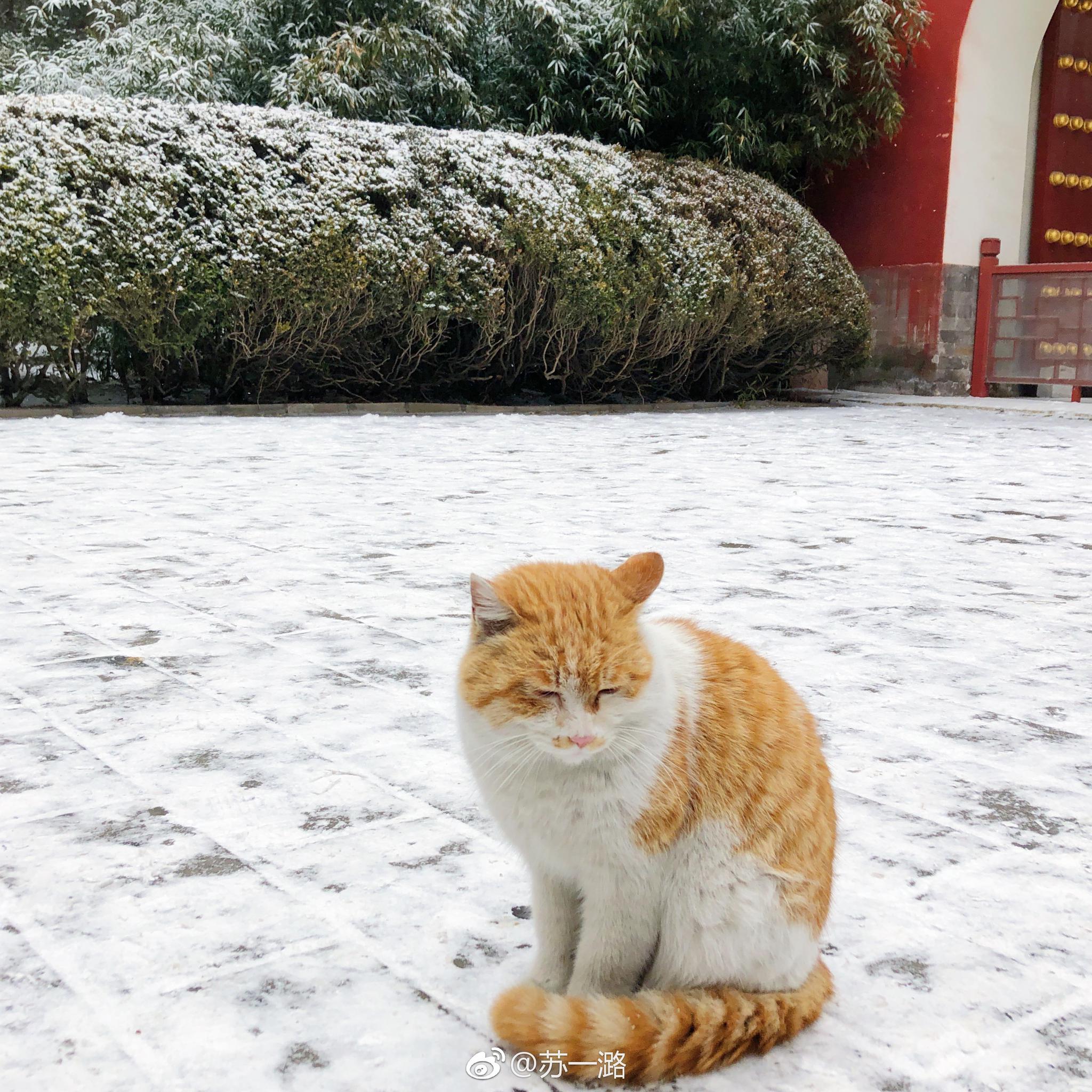 北京今天下雪啦,一到下雪天,就想出去拍雪景。冬天有雪才完整呀|雪景|下雪天|日坛公园_新浪新闻