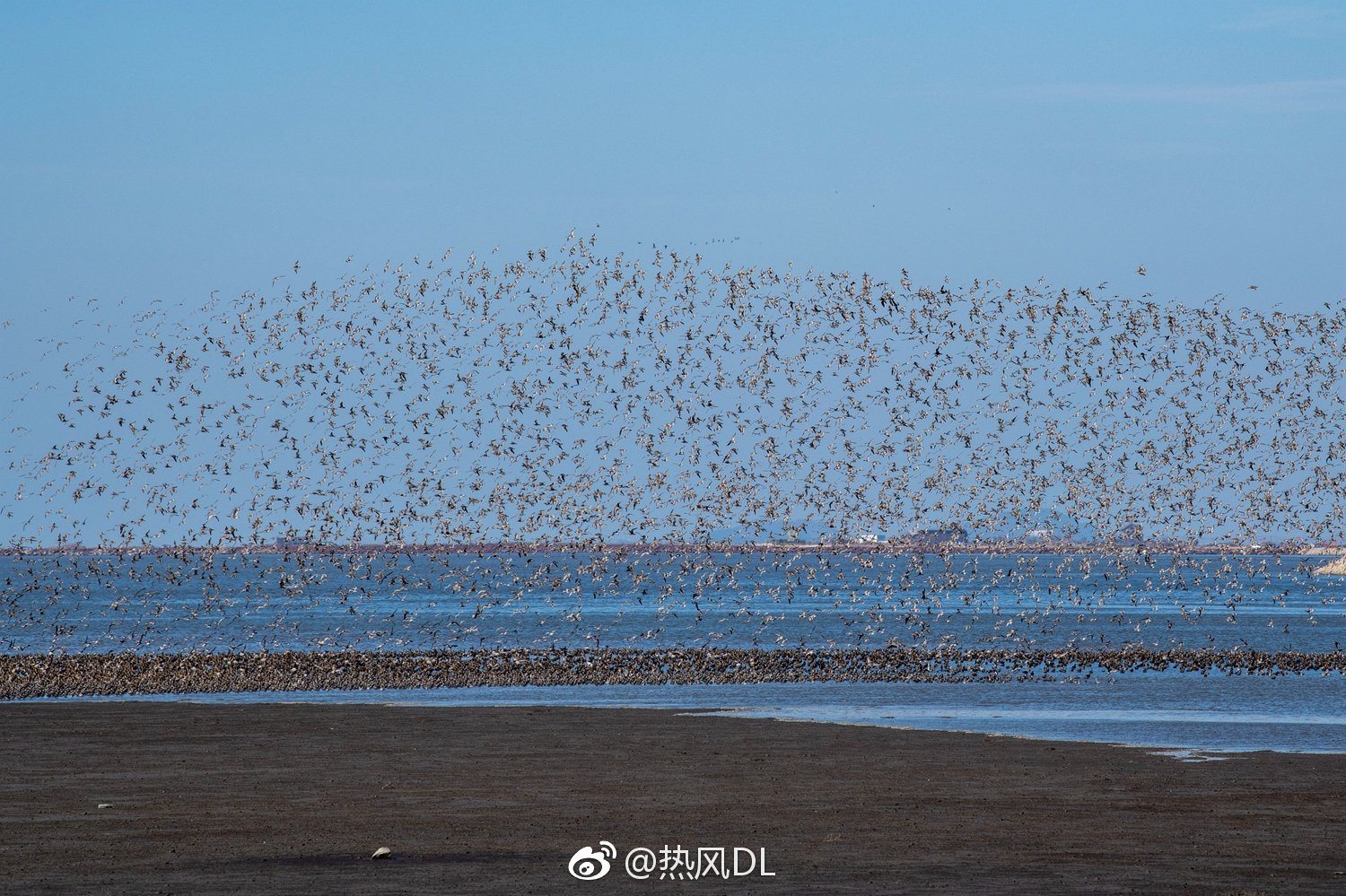 丹东鸭绿江口的鸟浪|鸭绿江|鸟|丹东_新浪新闻