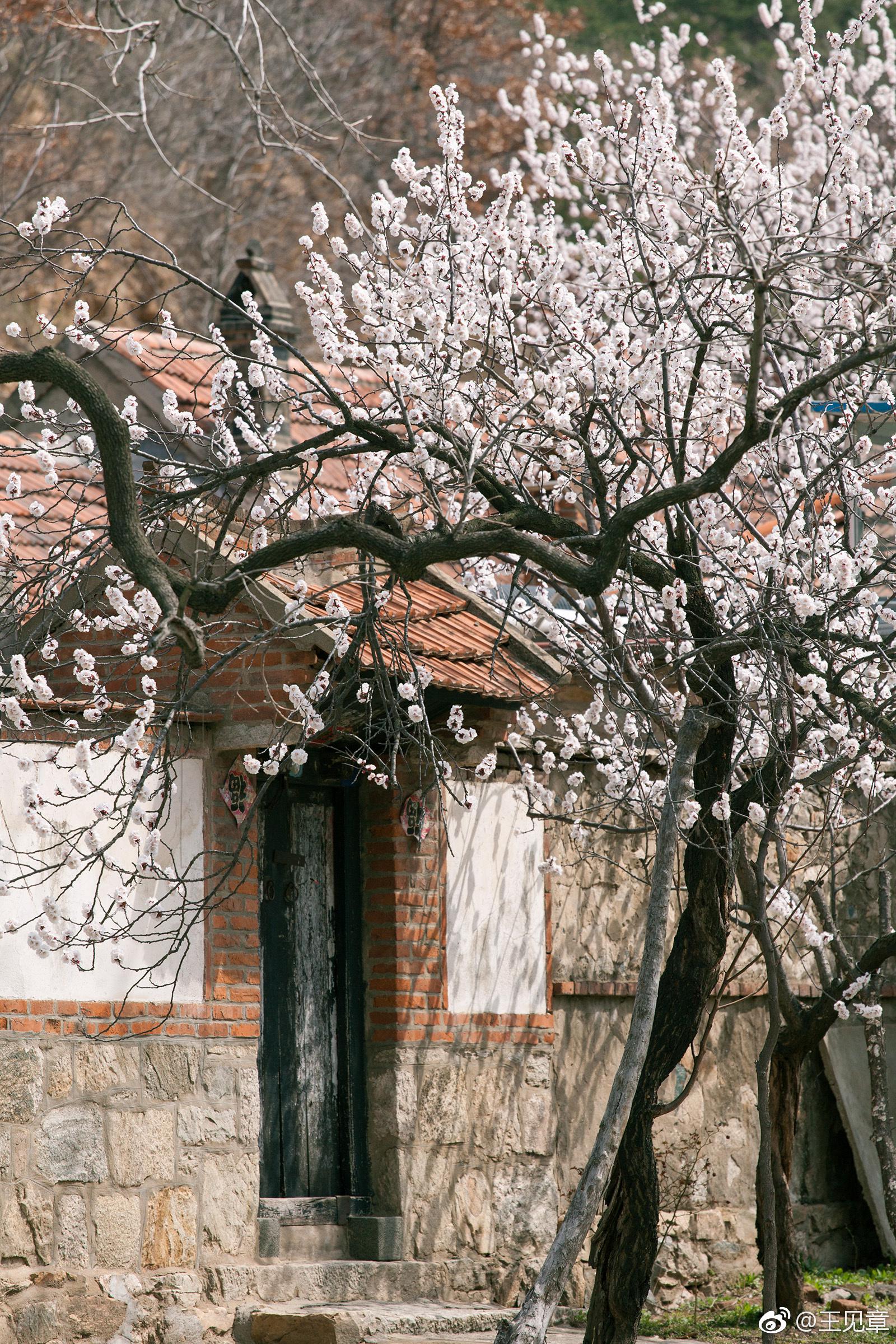 你是不是也想要这样一个院门,墙里墙外开满杏花