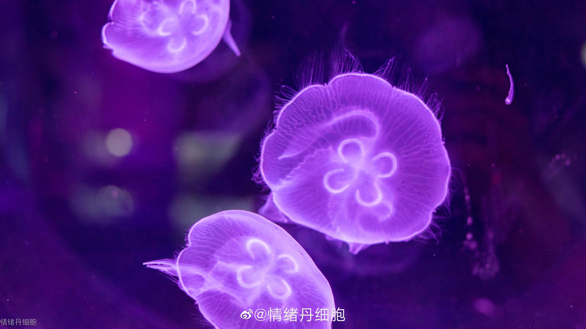 在大连圣亚海洋世界里探索大海中的神秘生物,透明的水母