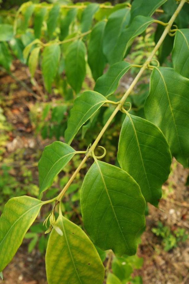 它的名字就是钩藤,村民们更喜欢称它们为鹰爪风,之所以这么说,还是