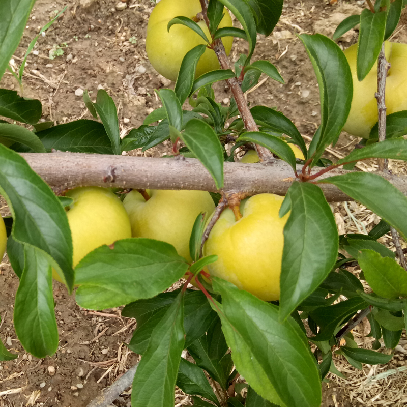 种上这些高产果苗,当年结果压满枝